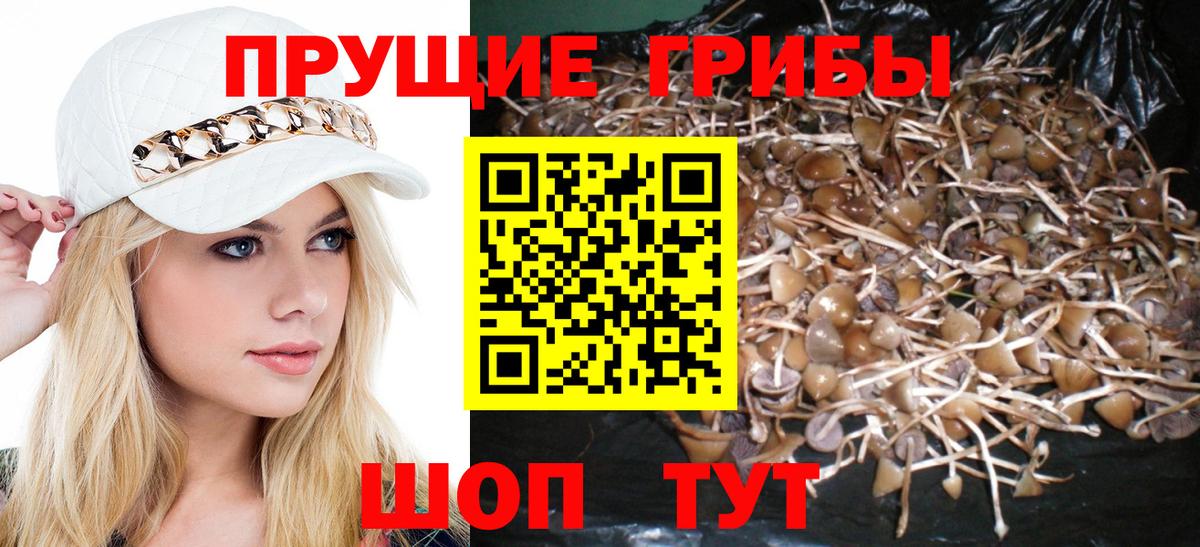 Псилоцибиновые грибы GOLDEN TEACHER Шелехов